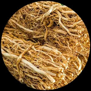 Vetiver