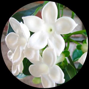 Stephanotis