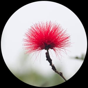 Silk Tree Blossom