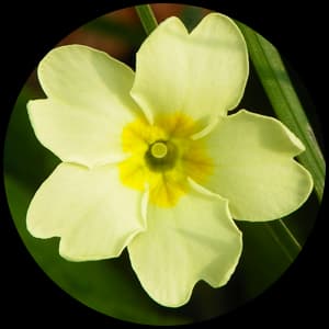 Primrose