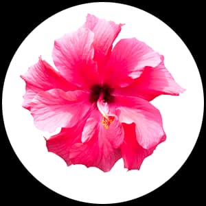 Hibiscus
