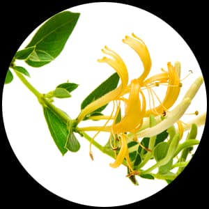 Honeysuckle