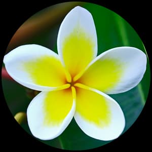 Frangipani