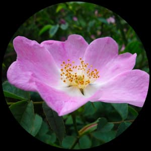 Dog Rose