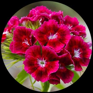 Dianthus