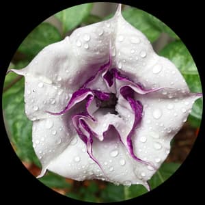 Datura