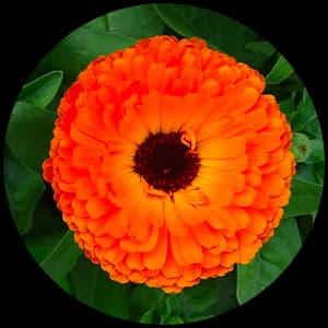 Calendula