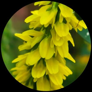 Melilot / Sweet Clover