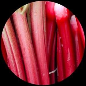 Rhubarb