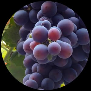 Grapes