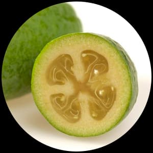 Feijoa