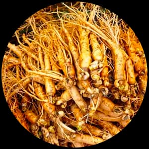 Mondia Root