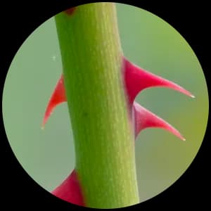 Rose Thorn