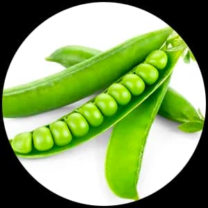 Pea