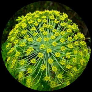 Galbanum