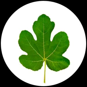 Fig Leaf