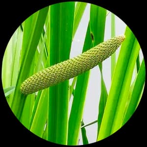 Calamus