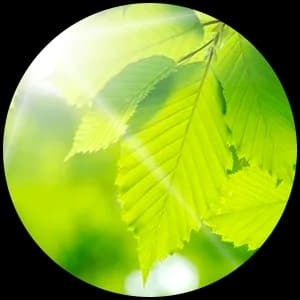 Bigarane (Green Note)