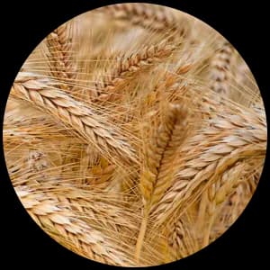 Wheat