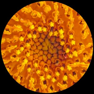 Pollen
