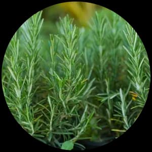Rosemary