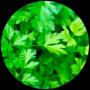 Parsley