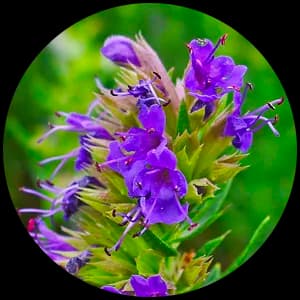 Hyssop