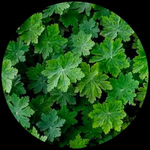 Geranium