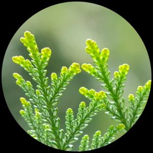 Cedar leaf