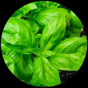 Basil