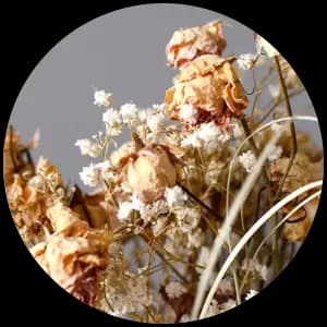 Dried Flower
