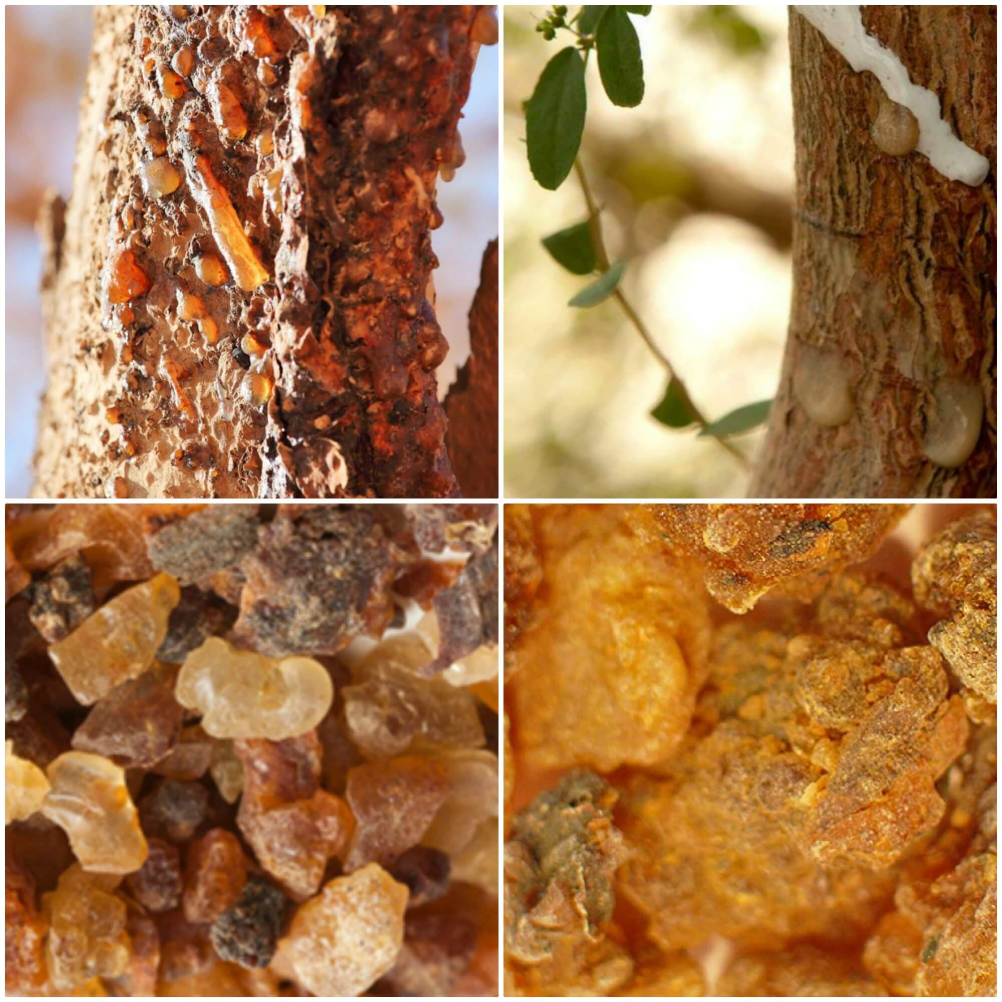 Kemenyan: Rahasia Wangi Awet Parfum Anda dari Hutan Indonesia