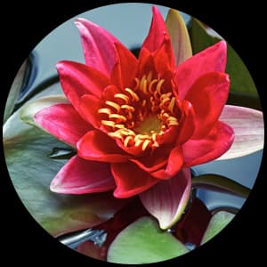 Water Lily