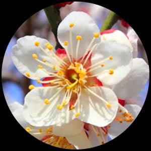 Plum Blossom