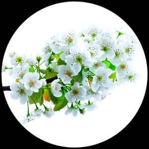 Pear Blossom