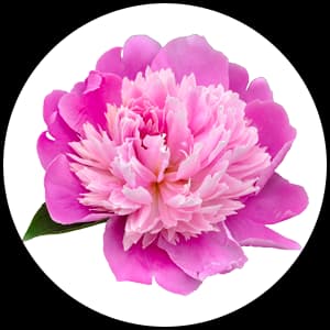 Peony