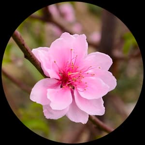 Peach Blossom