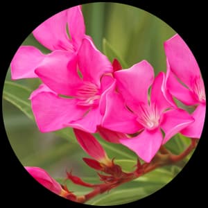 Nerium Oleander