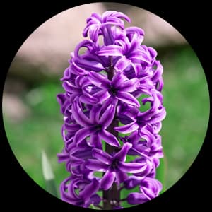 Hyacinth