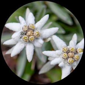 Edelweiss