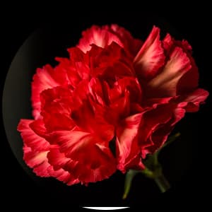 Carnation