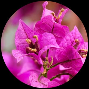 Bougainvillea