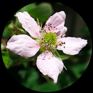 Blackberry Blossom