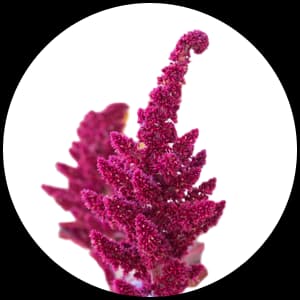 Amaranth