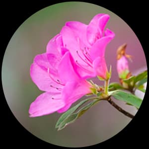 Azalea