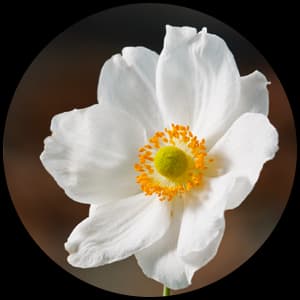 Anemone