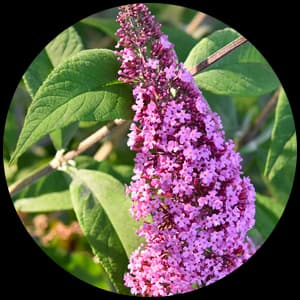 Buddleia