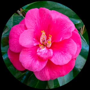 Camellia