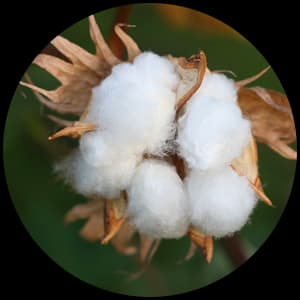Cotton Flower