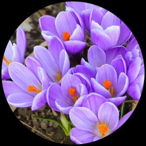 Crocus